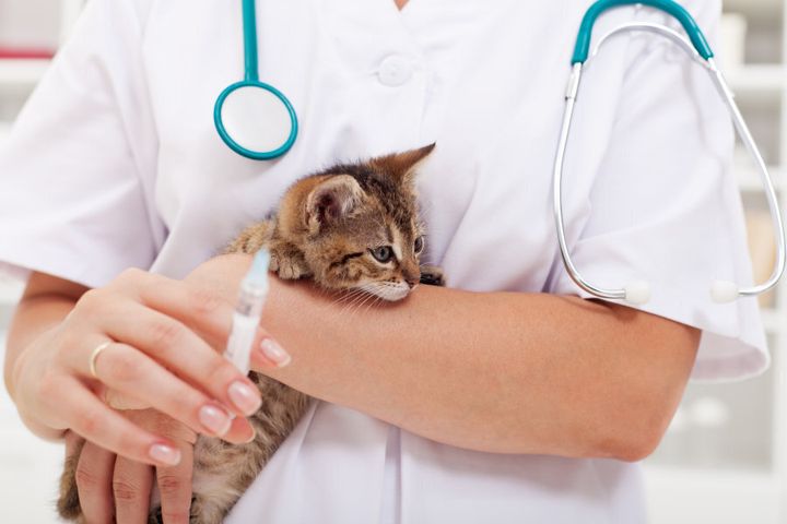 All cats should be vaccinated.
