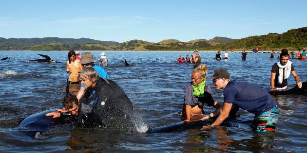 Hundreds of volunteers have flocked to save beached whales in New Zealand.