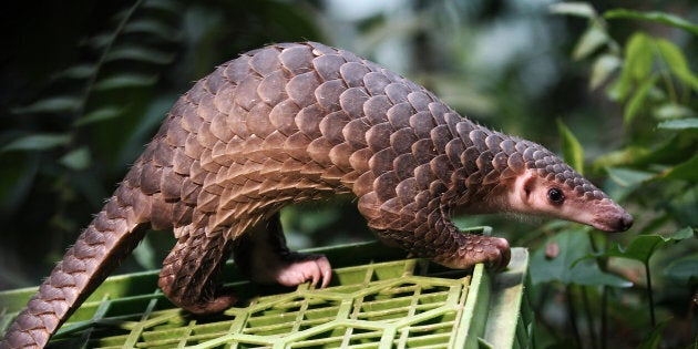 This pangolin was released into the wild after being seized from the illegal trade in Sibolangit, North Sumatra, Indonesia on April 27, 2015.