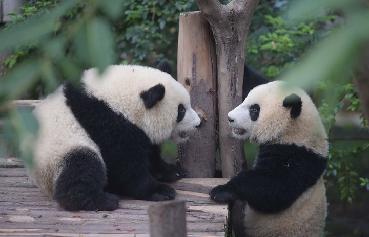 Two giant pandas in Chengdu Research Base of Giant Panda Breeding in Chengdu -- yes, GIANT PANDAS!