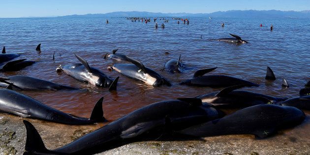 Volunteers try to guide some of the stranded pilot whales still alive (in background) back out to sea after one of the country's largest recorded mass whale strandings, in Golden Bay, at the top of New Zealand's South Island, February 11, 2017. REUTERS/Anthony Phelps