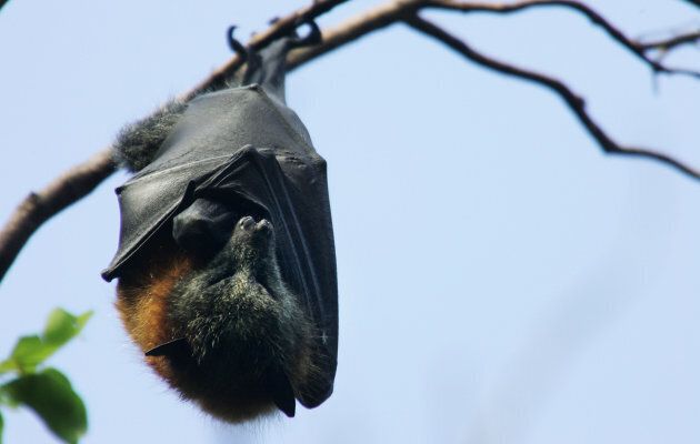 We thought at this point you might appreciate a cute picture of a very much alive and well grey-headed flying fox.