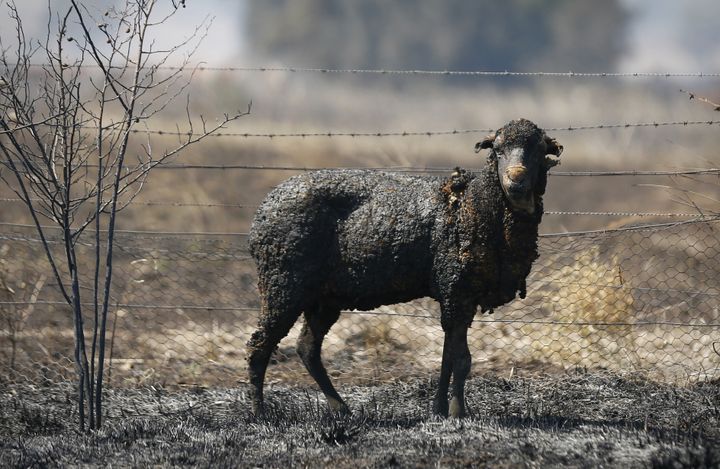 A severely burnt sheep is seen in Uarbry on Monday, the day after the town was hit by the Sir Ivan fire. Photo: Alex Ellinghausen