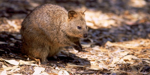 Two men have been charged over a quokka kicking incident that occurred on Rottnest Island.