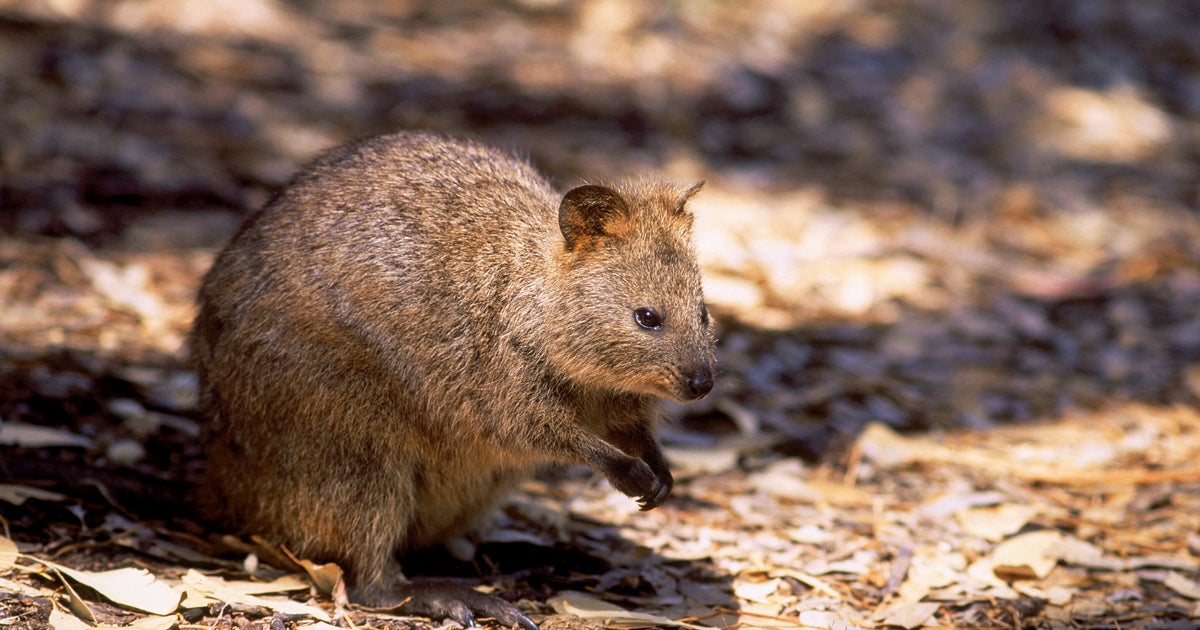 Two Men Charged For Kicking A Quokka On Rottnest Island HuffPost News