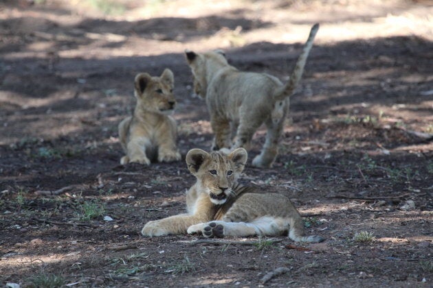 Cutest animals, ever?