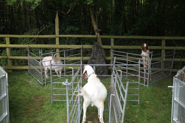 The 'watcher' goat turns to his stablemate after hearing their call.