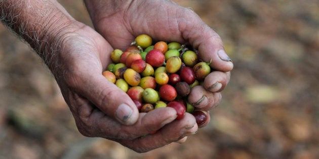 Everardo Barillas Gonzales, a coffee worker, holds coffee cherries in a plantation affected by a tree-killing fungus known as roya at Santa Rosa de Lima, 50 km (31 miles) from Guatemala City, February 13, 2013. Central American farmers who produce some of the world's most sought-after coffee beans are grappling with the re-emergence of a tree-killing fungus spread by the wind called roya. In Guatemala, 40 percent of roughly 274,000 hectares (677,000 acres) have been hit by roya. REUTERS/Jorge Dan Lopez (GUATEMALA - Tags: AGRICULTURE BUSINESS)