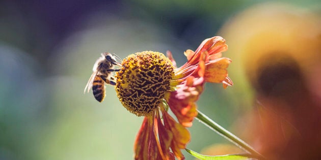 A honeybee perches on a flower.