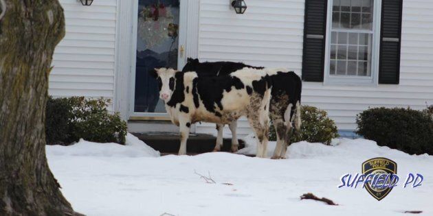 Police in Suffield, Connecticut jokingly warned the public on Sunday not to open their doors to cattle