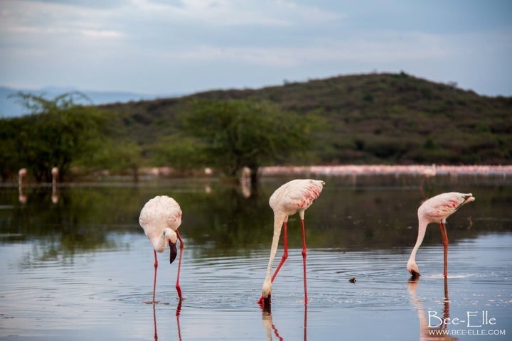 The unmistakable pink hue of the bird comes from the coloured pigments of carotenoids in blue-green algae, which protects the chlorophyll in plants from sun damage.