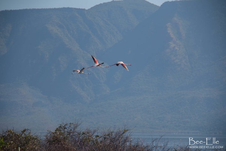 Greater flamingos take flight over Lake Bogoria, which is cradled by the Ngendele Escarpment.