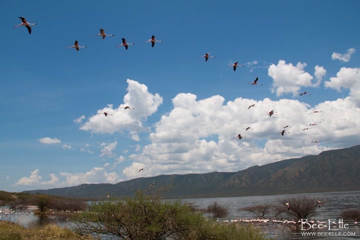 When water levels change, the lesser flamingo's food supply becomes low and flocks will move between various soda lakes along the Rift Valley.