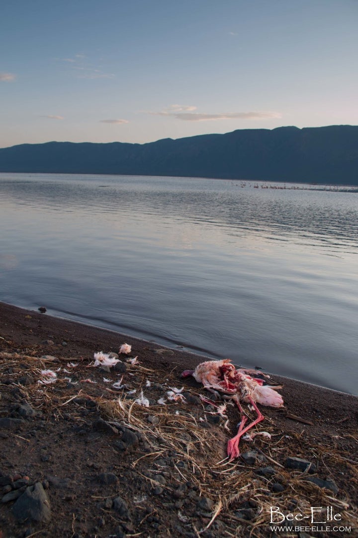 Since the 1990s, mass die-offs have occurred in the Rift Valley lakes, killing up to 40,000 birds within a matter of days.