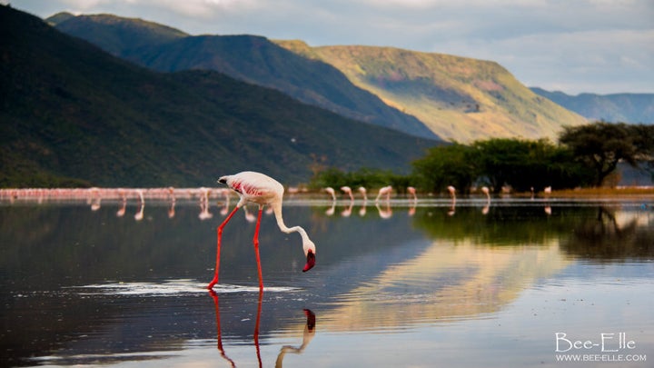 If trends continue, it's estimated the lesser flamingo will become extinct in 100 years.