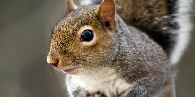 Closeup of an Eastern Gray Squirrel (Sciurus carolinensis).Other images in this series: