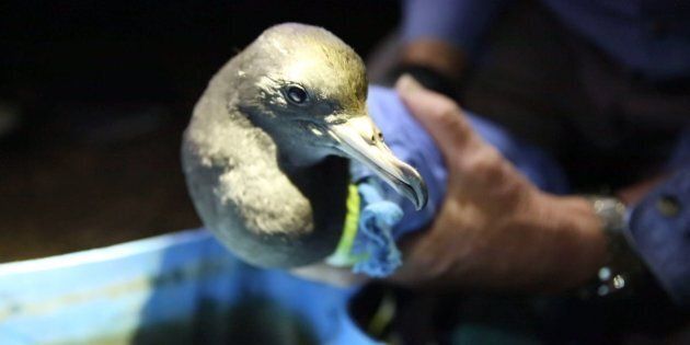 100 percent of Fraser Island's shearwater chicks have plastic in their stomachs.