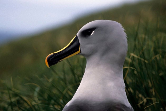 Pieces of plastic from a helium balloon were found inside a grey-headed albatross on Fraser Island.