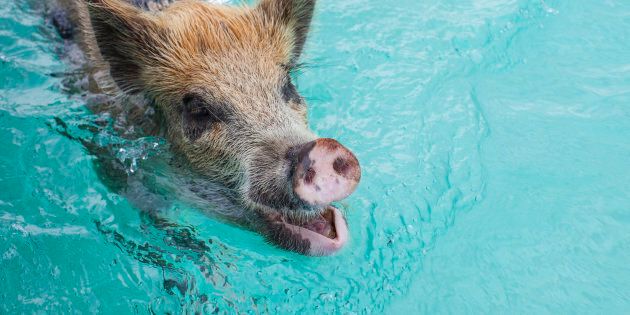 One of the famous swimming pigs in 2012.