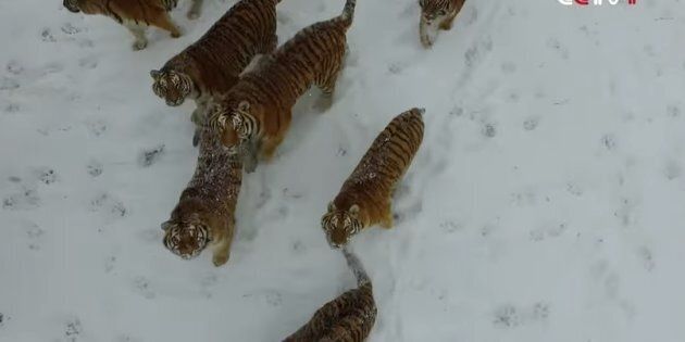 Tigers chased a drone and the internet loved every bit of it