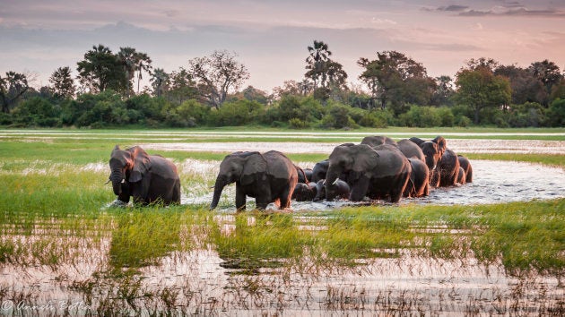 Avoid posing with wild animals on holiday.