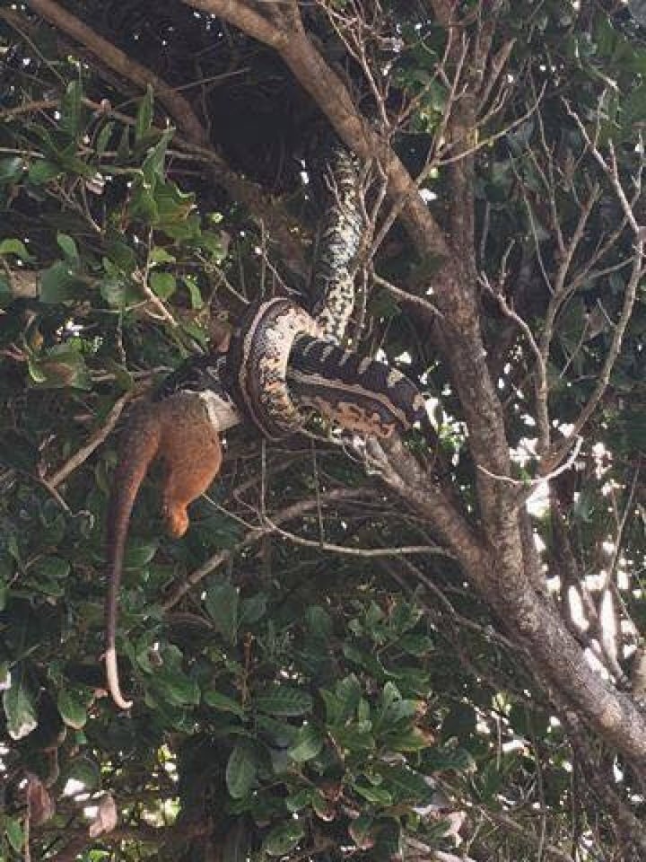 'Nothing to see here guys, just having some breakfast.'