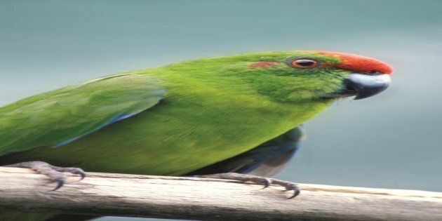 In 2013 the green parrot population was estimated to be less than 100.
