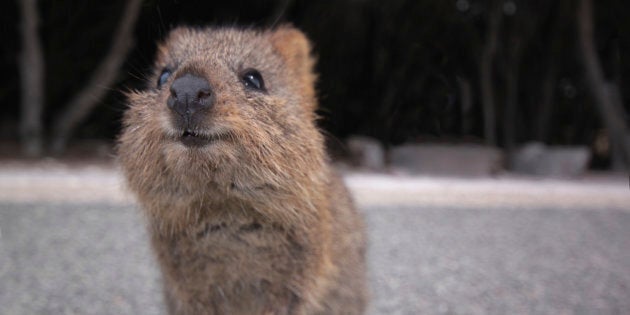 In 2015 an intense bushfire ripped through quokka habitat near Northcliffe, WA.