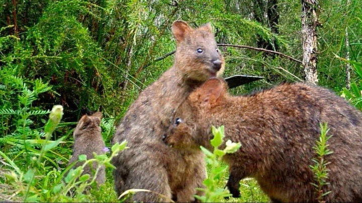 Hally said it was unusual to see the quokkas living together.