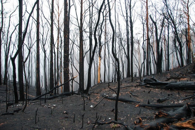 A severe fire tore though Western Australia's southern forests in 2015.