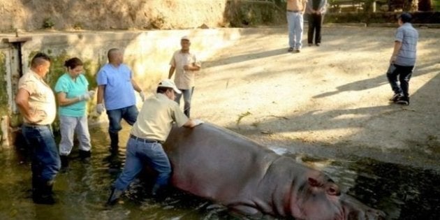 Zoo workers surround Gustavito in his pool after the alleged attack.