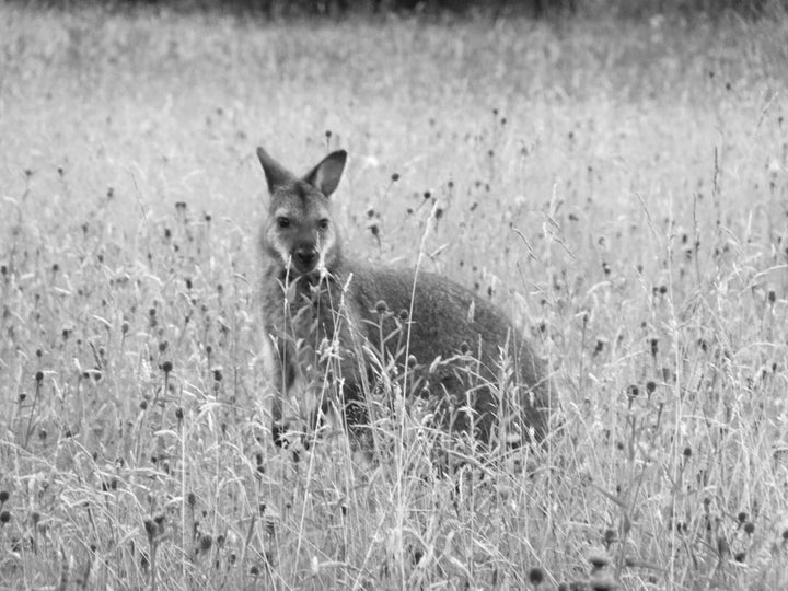 Lucky for us, the Manx love a bit of wallaby spotting.