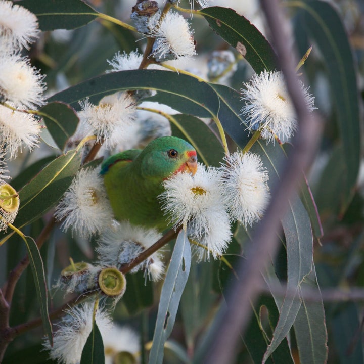 Like a smash cake for birds.