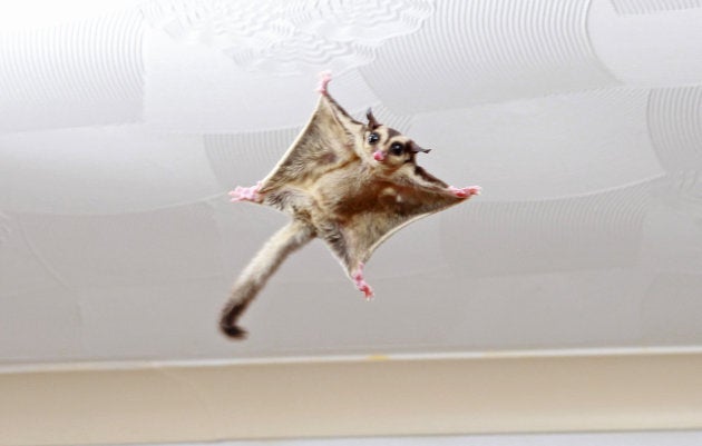 A rare eastern ceiling dropper. OK so we just made that name up. This is actually a sugar glider in somebody's house.