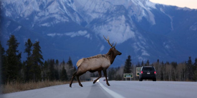 Elks, snow and the mighty night sky.