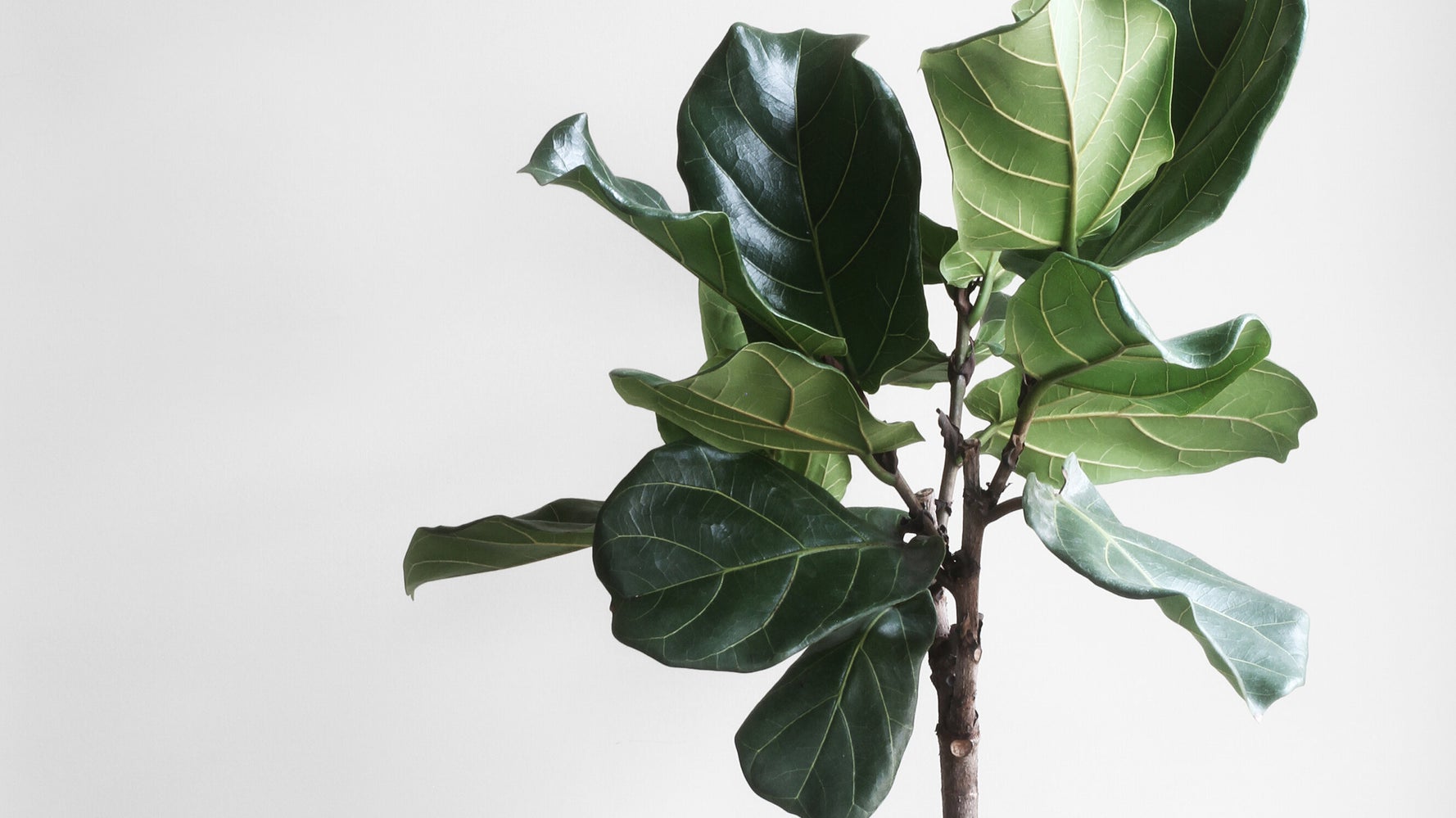 So, You Want To Get Some Indoor Plants? Here's Where To Start