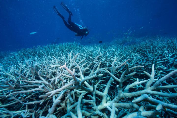 Divers looking at bleached coral on the outer Great Barrier Reef off Port Douglas