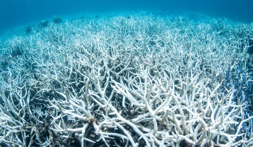 Shocking New Pictures Of Coral Bleaching On Great Barrier Reef   5cd3a8cd2300005700b7f011 