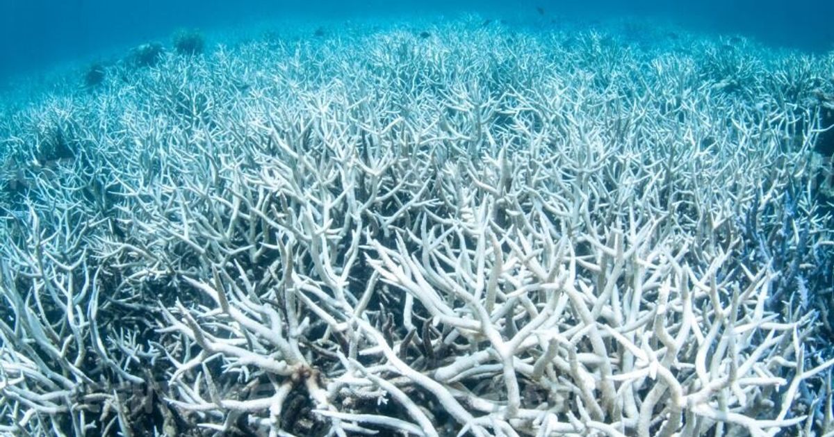 Shocking New Pictures Of Coral Bleaching On Great Barrier Reef