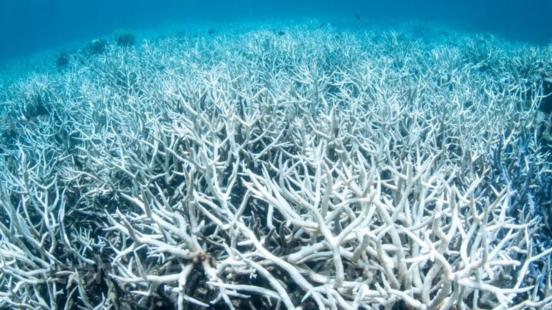 Shocking New Pictures Of Coral Bleaching On Great Barrier