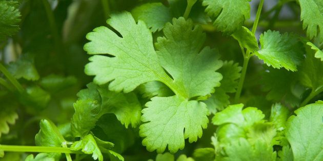 Your hated of coriander could very well be genetic.