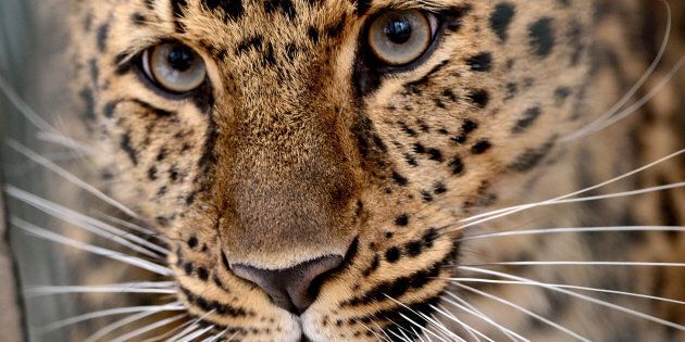 An amur leopard.