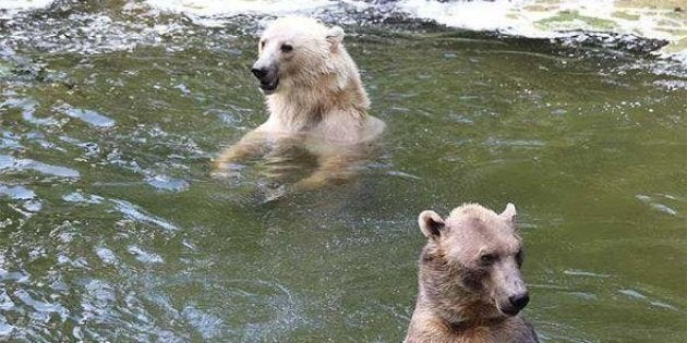 Tips left swims with her brother Taps in happier times at the Osnabruck Zoo in northern Germany