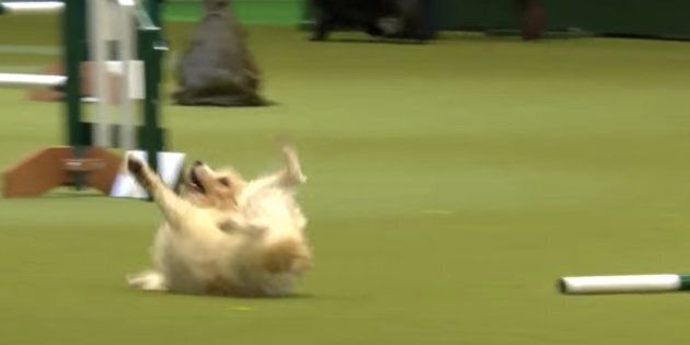 A Jack Russell terrier named Olly became internet gold thanks to a hilariously bad performance at a dog show on Friday/