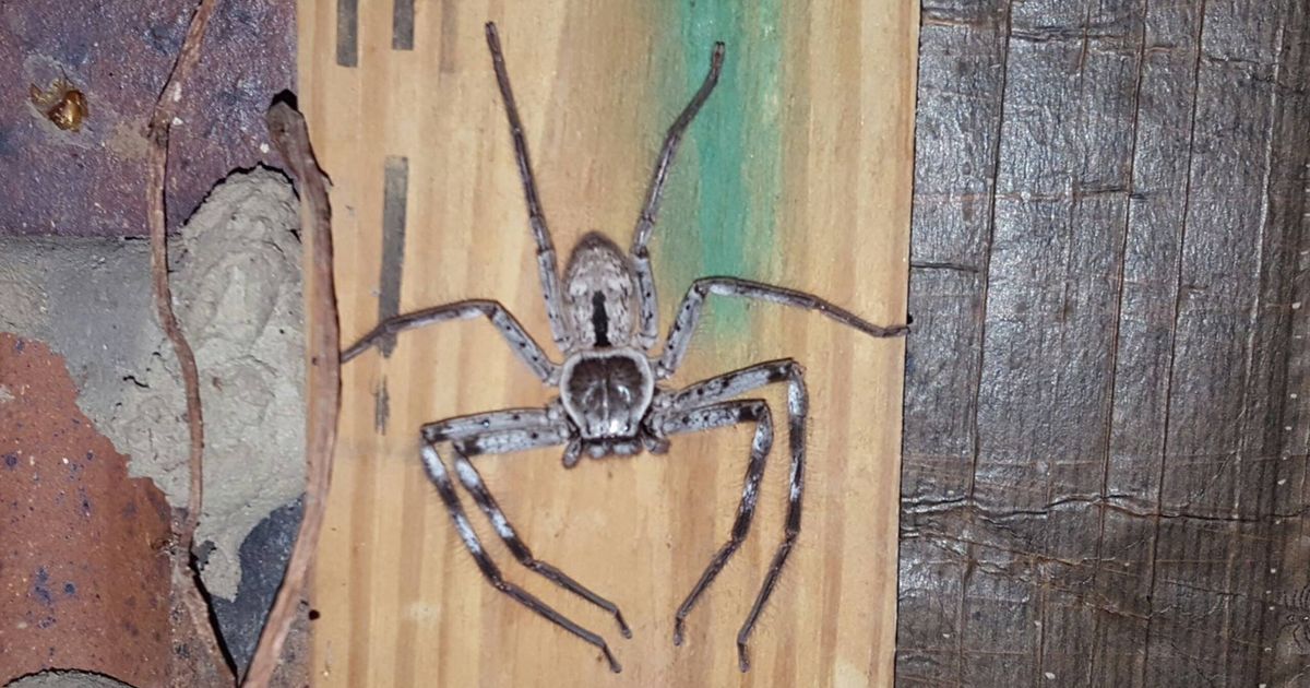 Woman finds massive huntsman spider at home in Queensland, Australia