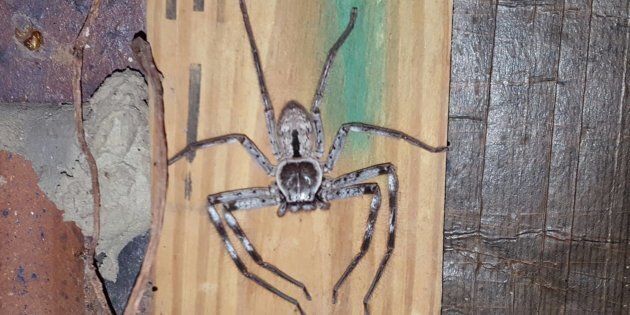 As intimidating as they look, the huntsman spider is quite harmless (to humans).
