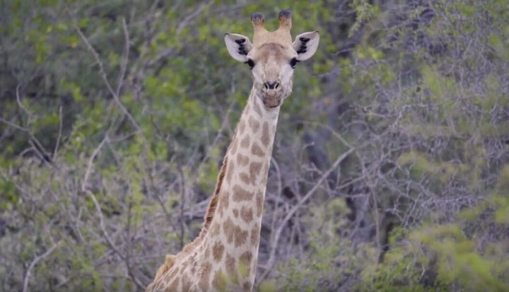 Why the long neck, buddy?