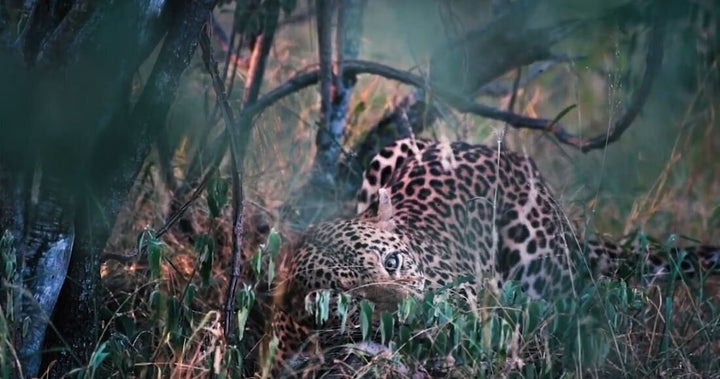 Niiiice kitty kitty.