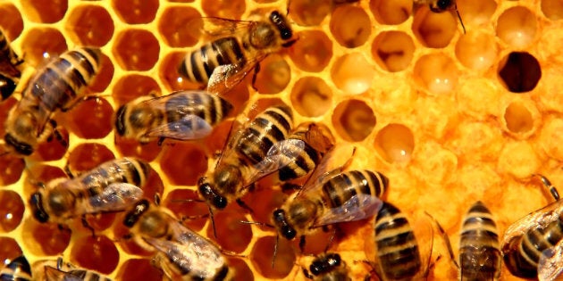 Bees working on making honey