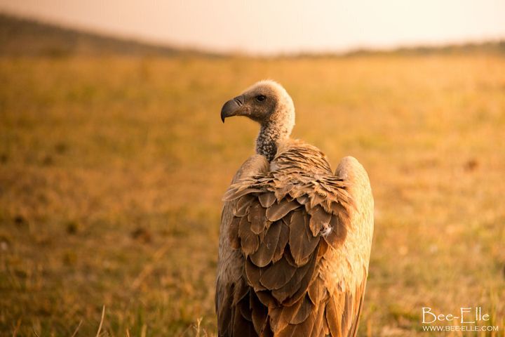 Across Africa, vultures are in critical decline.